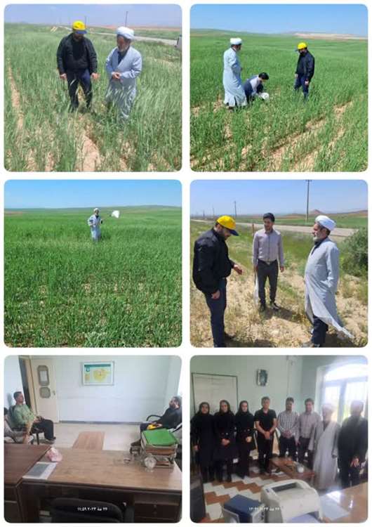 بازدید میدانی حجت الاسلام مرادی به همراه مهندس اسداللهی از مزارع گندم شهرستان خدابنده